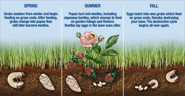Grub worms and other lawn insects 