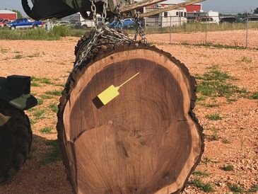 Black walnut log