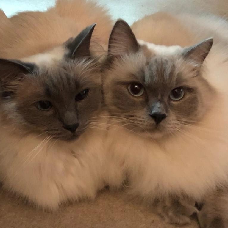 Pet sitting for JJ & Bella who are indoor cats