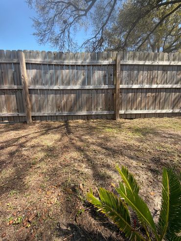 Sunlit backyard with wooden fence and a green plant in foreground.