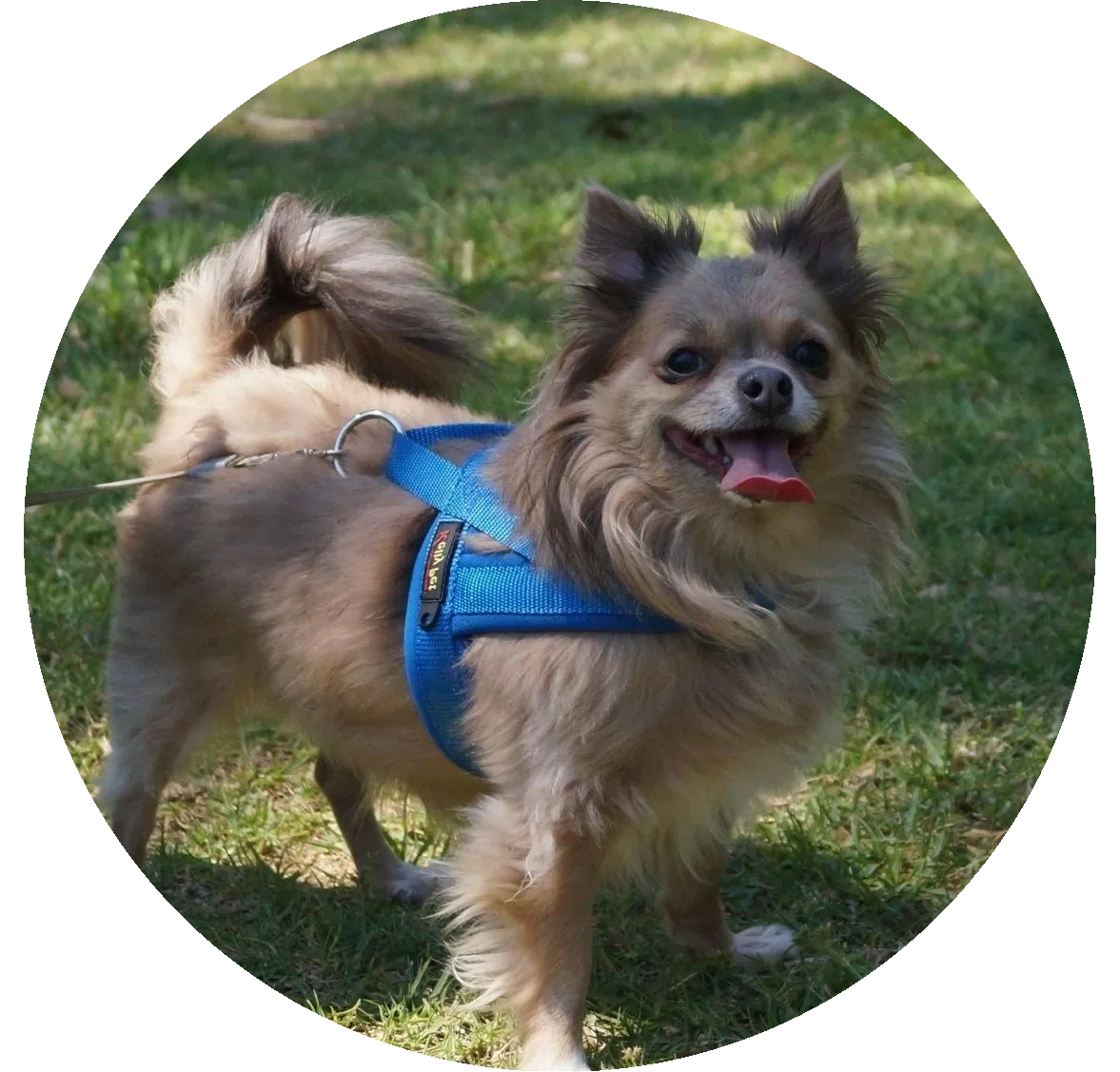 Professional Dog Walking Services