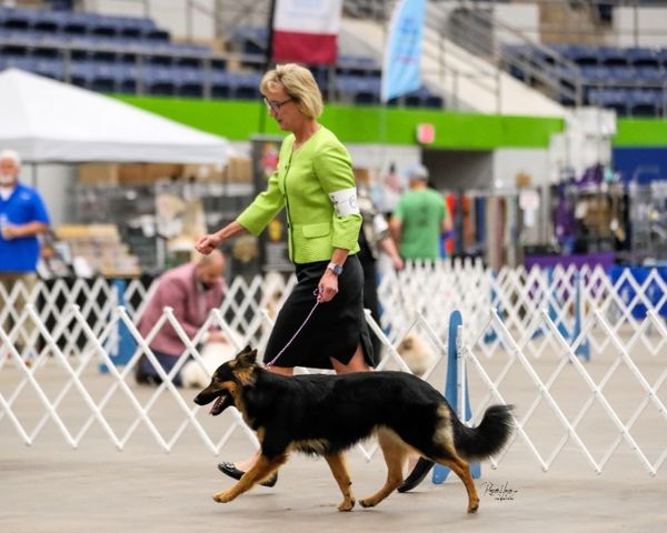 Woman in green jacket walking a German Shepherd in a dog show ring.