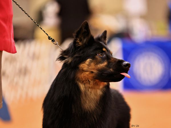 A black and brown dog on a leash sticking its tongue out.