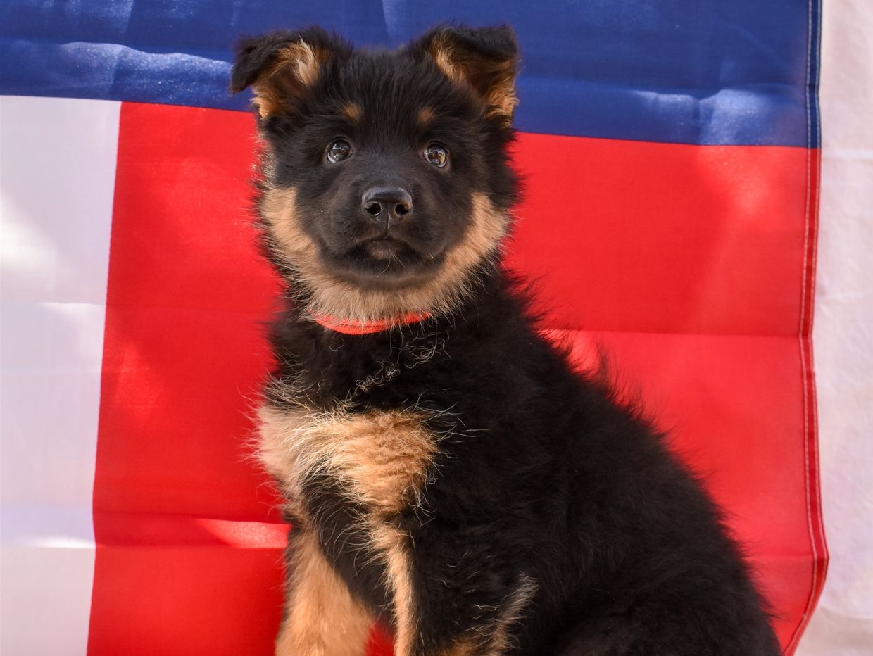 A fluffy black and tan puppy sitting in front of a red, white, and blue background.