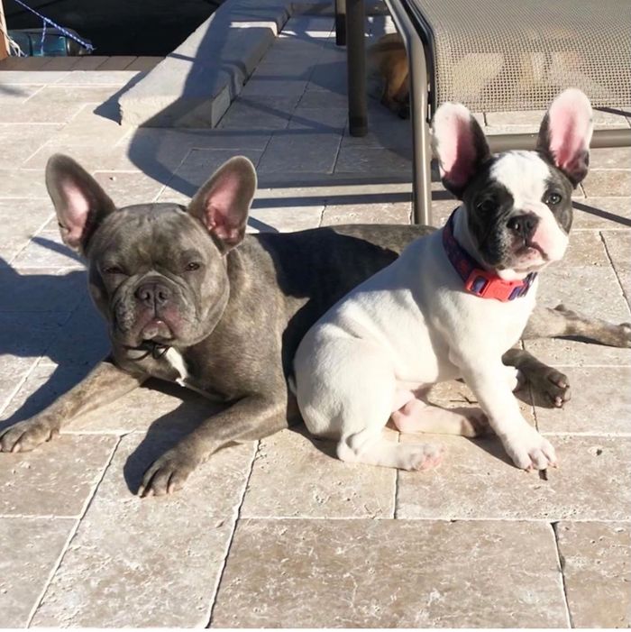 French Bulldog Puppies 