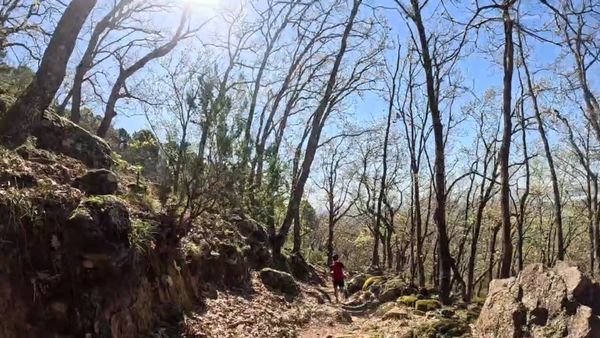 Sunlit forest path with a person walking amidst bare trees and rocky terrain.
