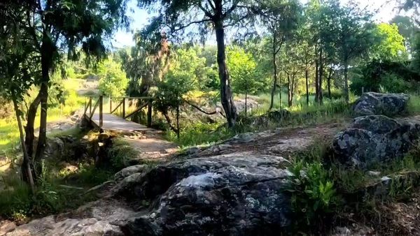 A serene forest path with a small wooden bridge and rocky terrain.