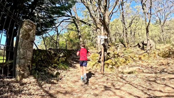 A person hiking on a sunny forest trail with a stone wall and signpost.