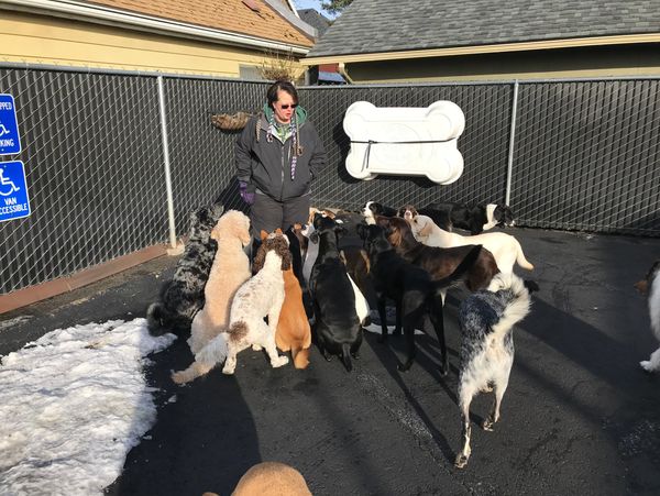 A person surrounded by a group of various dog breeds in an outdoor play area.