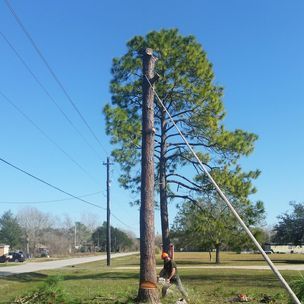 //img1.wsimg.com/isteam/ip/f033f1c1-7692-4ed9-8bb8-975896af5a0f/tree%20felling%20tree%20removal.jpg/:/rs=w:1300,h:800
