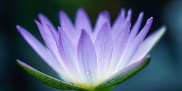 Close-up of a purple water lily with dew drops on petals.