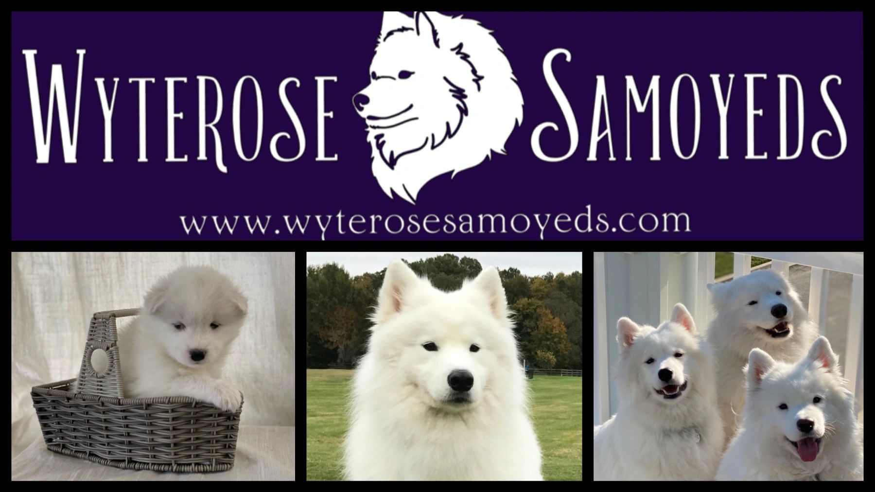 are samoyeds used as service dogs