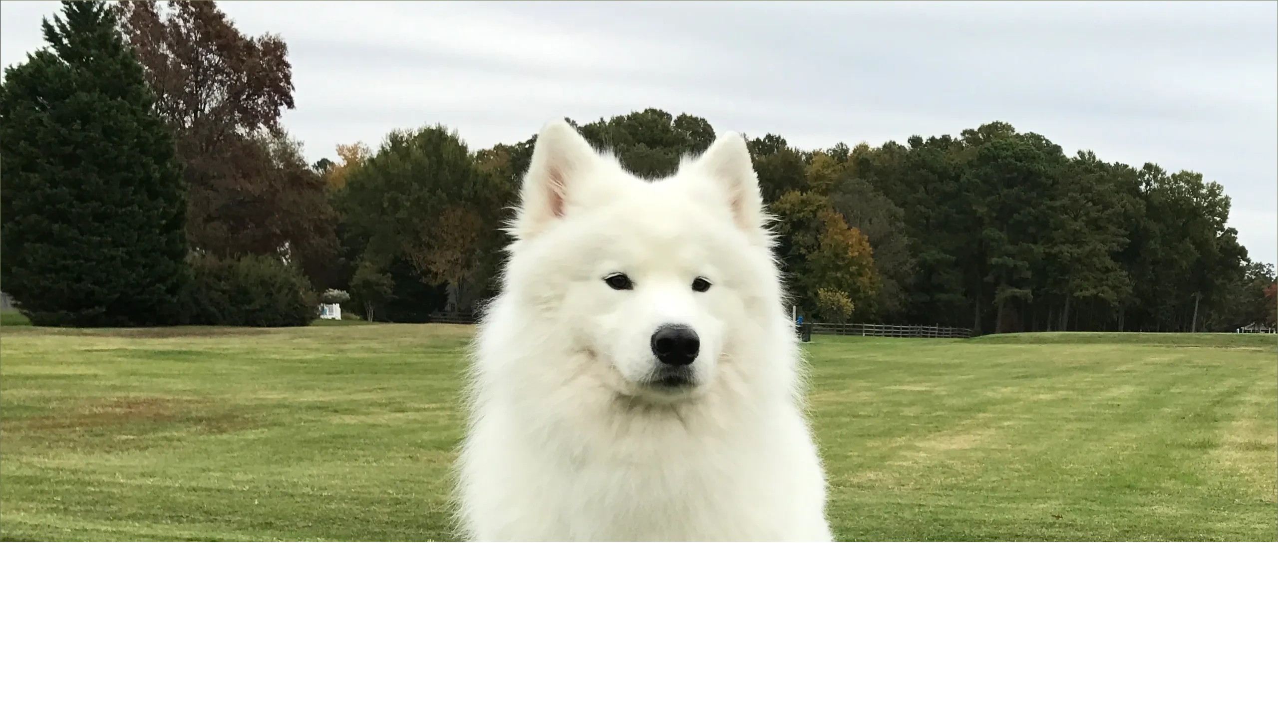 HOME [wyterosesamoyeds.com]