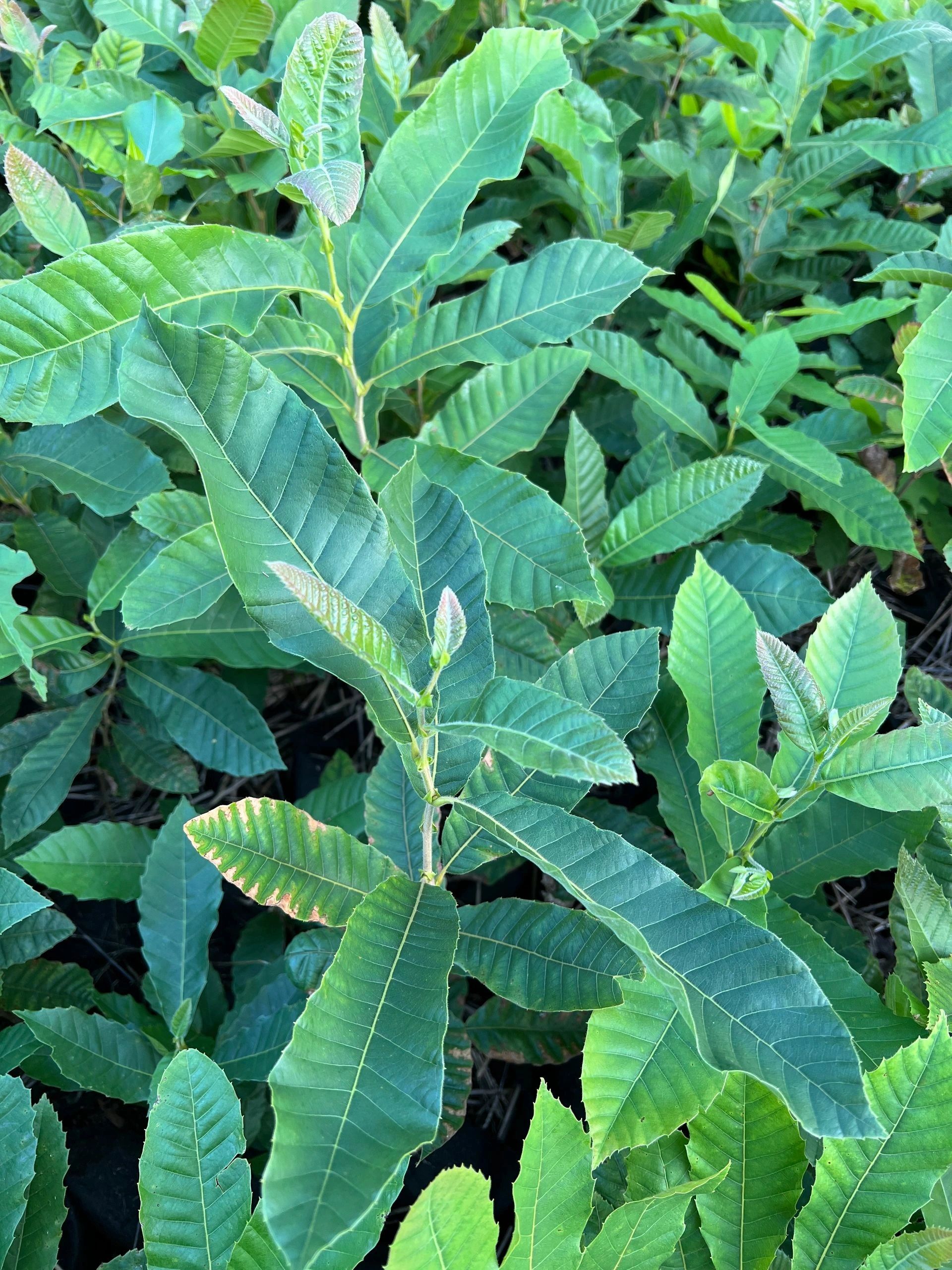 Chestnut persimmon and paw paw trees needmore tree nursery