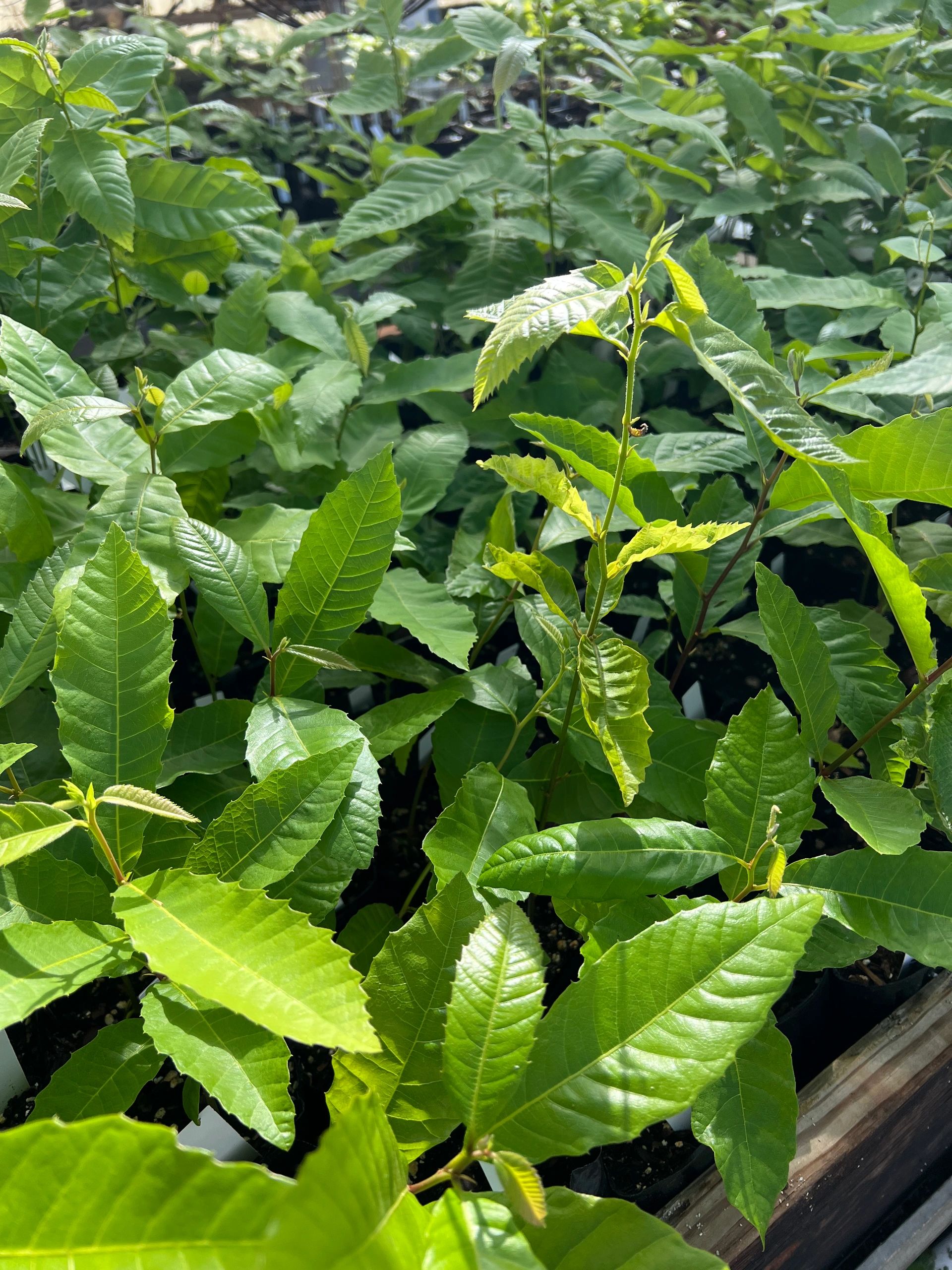 Chestnut persimmon and paw paw trees needmore tree nursery