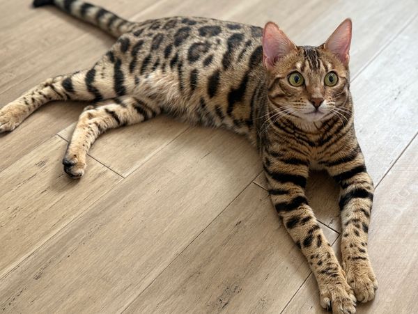 A Bengal cat with striking spots and stripes lying on a wooden floor.