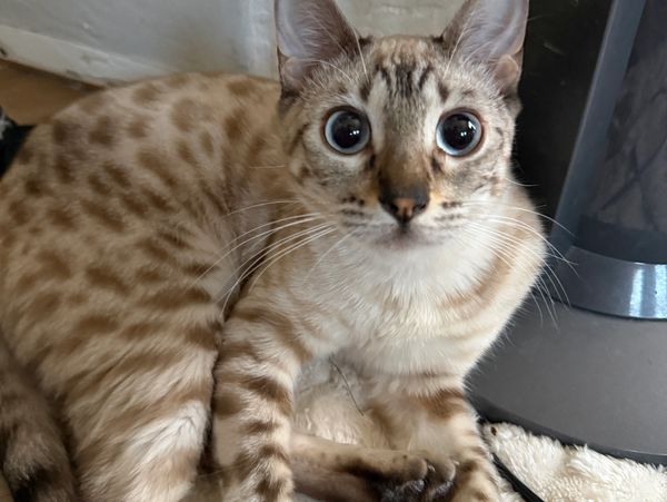 A spotted cat with large wide eyes looking curiously.