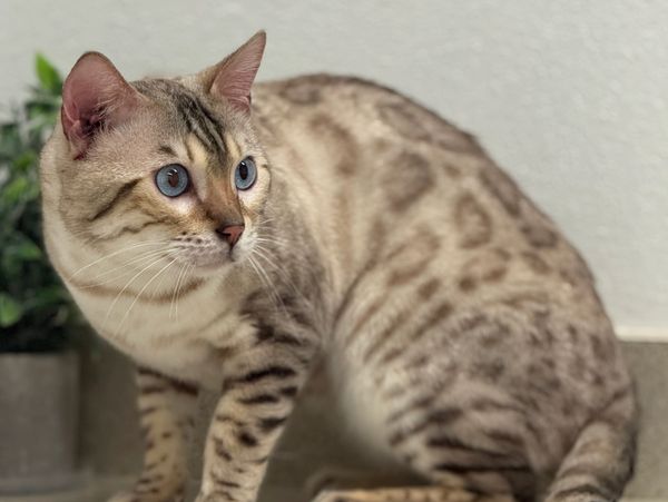 A striking Bengal cat with blue eyes and spotted fur.