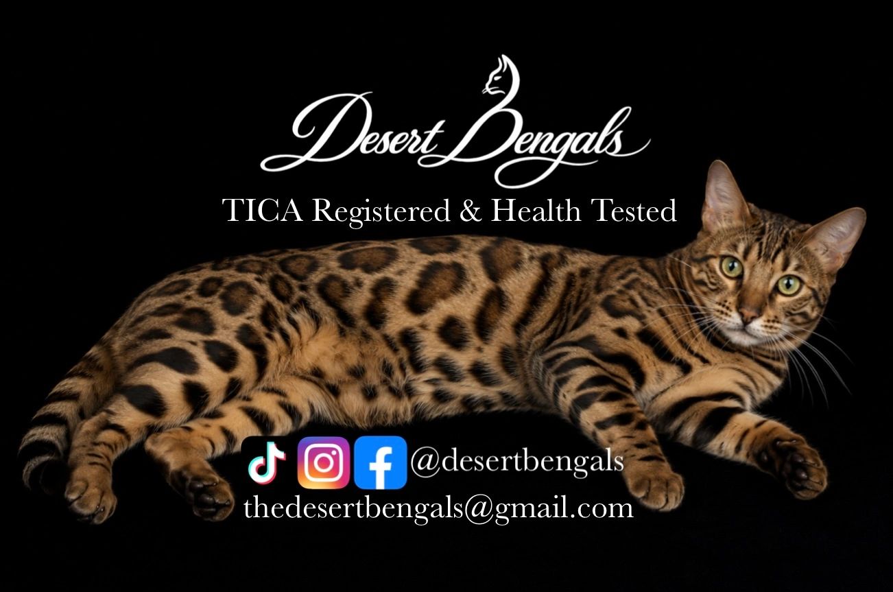Bengal cat with Desert Bengals logo and contact info.