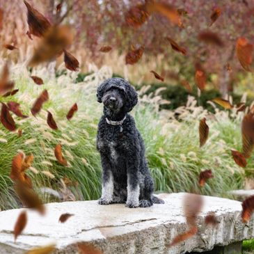 Black dog sitting on stone bench with falling leaves.