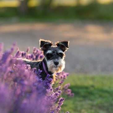 mini schnauzer in lavender field at sunset