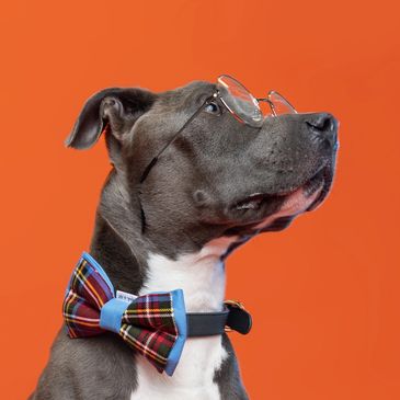 Dog wearing glasses and a bow tie.