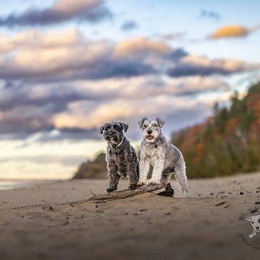 Two dogs standing on a sandy beach with a stick.