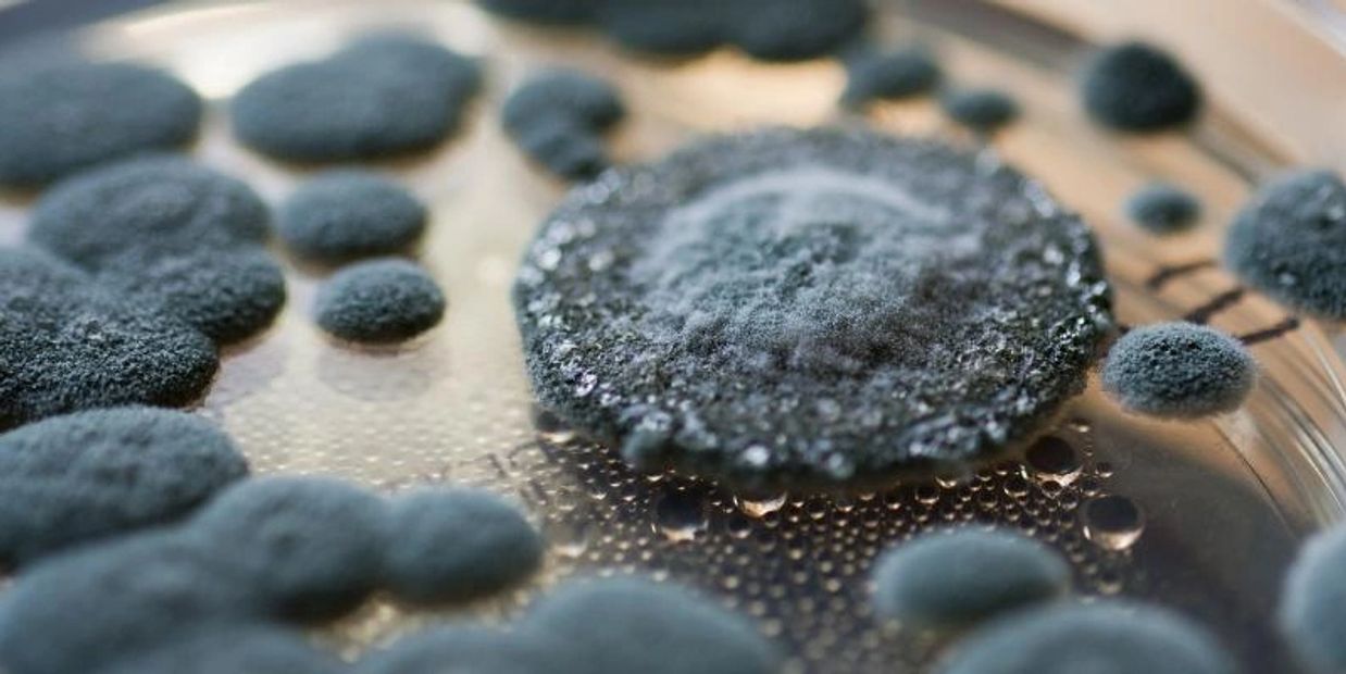 mould cultures in petri dish, mould removal mold removal mould abatement mould remediation