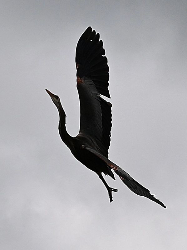 Silhouette of a bird flying against a gray sky.