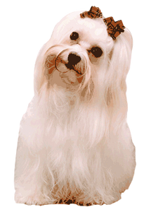Q Dog Studio Q Dog Studio