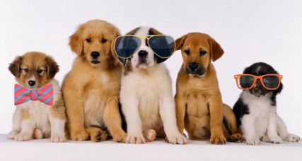 Q Dog Studio dog grooming listing photo