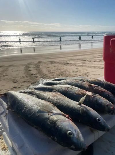 Tailor caught from an Australian surf beach gutter during active tide conditions