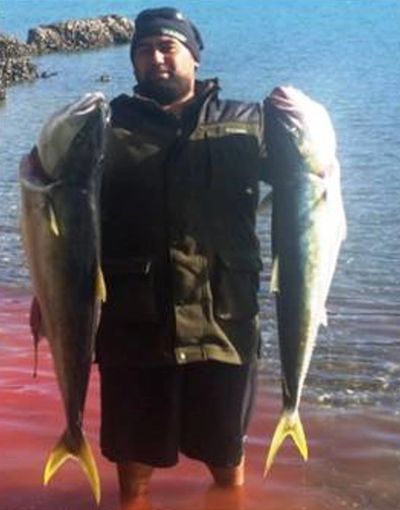 Two yellowtail kingfish caught from shoreline reef structure using Australian kingfish bait rigs
