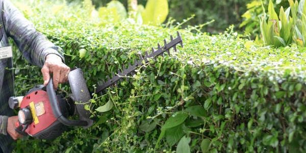 Hedge trimming, pruning, trimming, landscaping, landscape, garden, gardening, professional, 