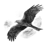 Black Kite Group
Residential,    Commercial AND Leisure DEVELOPME