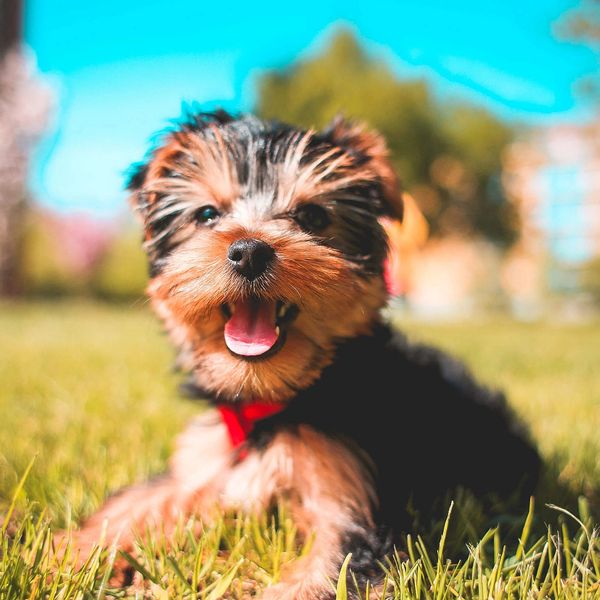 An adorable puppy with his tongue out, "smiling: at the camera