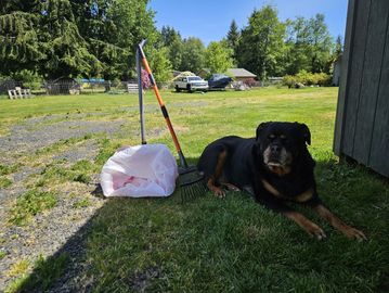 A dog lying next to garden tools and a bag.