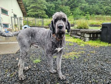 A gray dog stands on gravel outdoors near a house.