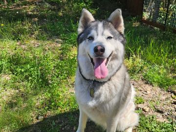 Happy husky sitting on grass with tongue out.