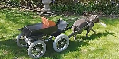 Dog Carts - Lola's Pet Products