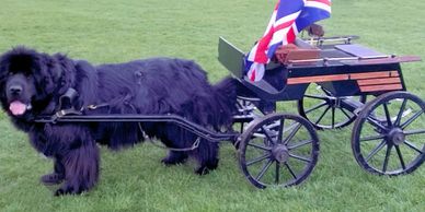 Dog Carts - Lola's Pet Products