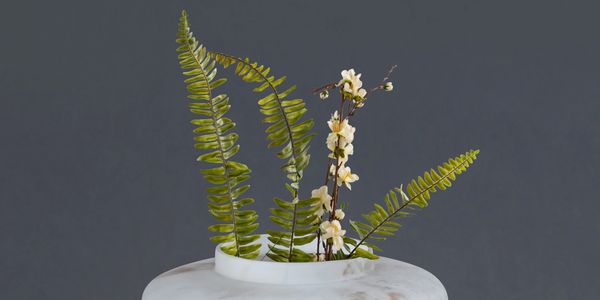 plant vase