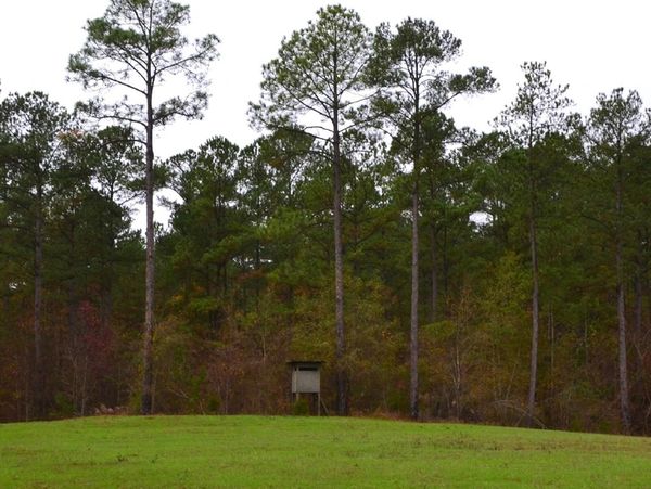 Hog Hunting in Alabama