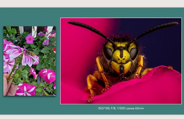 bee on a flower