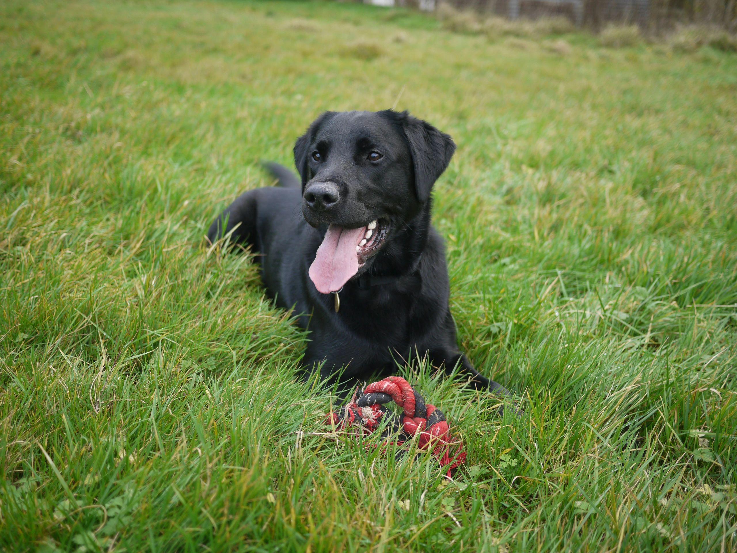 Black labrador sitting in the grass