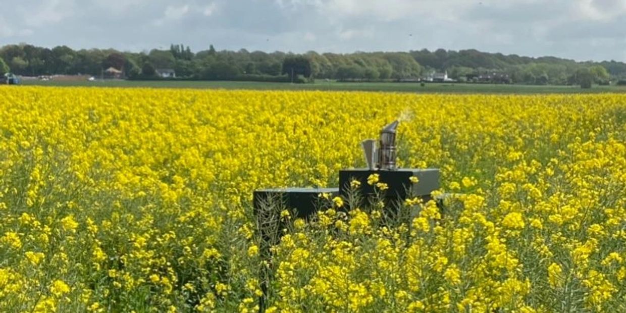 Rapeseed Fields
Rapeseed
Rapeseed Honey