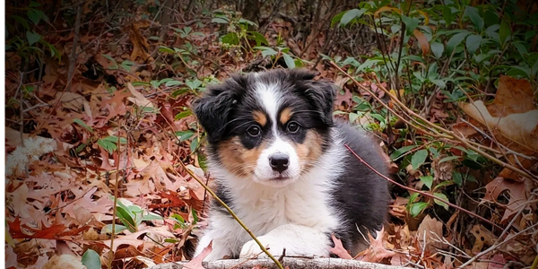 Beautiful Aussie enjoying a lovely fall day!