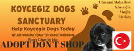 Köyceğiz Dogs Sanctuary 