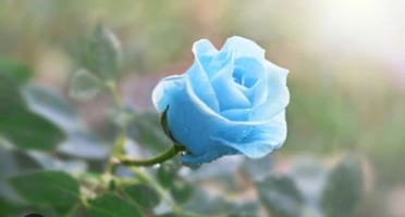 Star of the Psychics