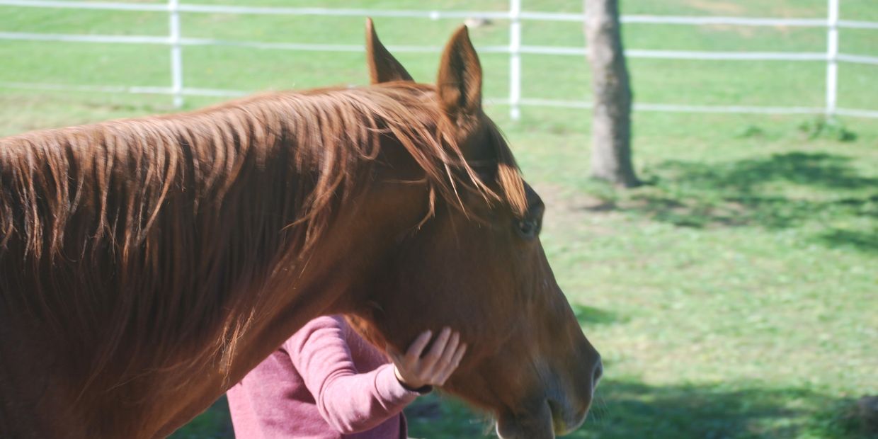 Equine-assisted activity 